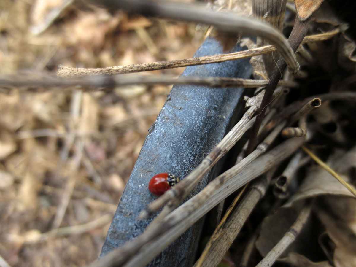 Ladybug by Susan Fluegel